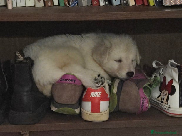 Pastore Svizzero cani Cuccioli di pastore svizzero bianco - Annuncio 1