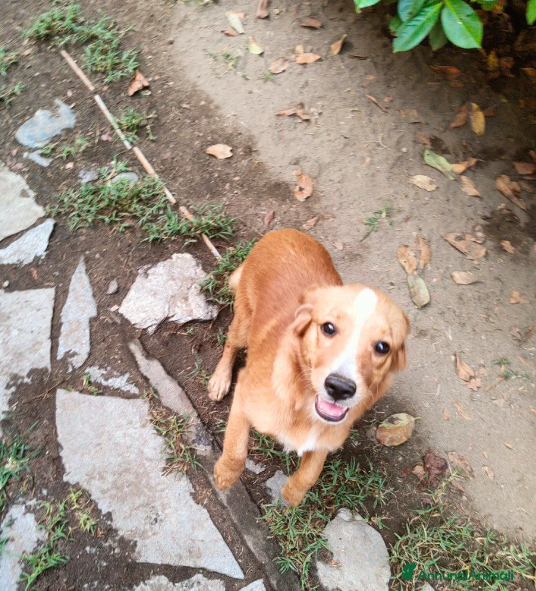 Meticcio cani in regalo: Regalo Meticci - Annuncio 1