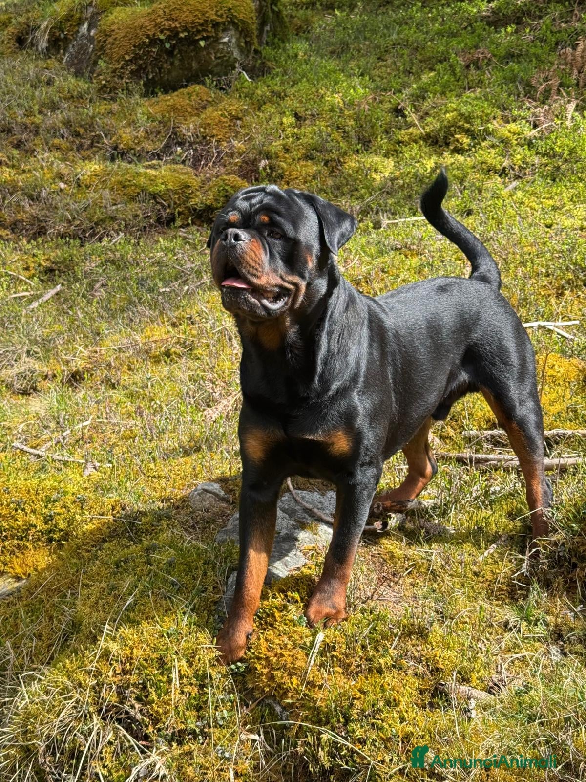 Rottweiler cani Disponibile per monta - Annuncio 1