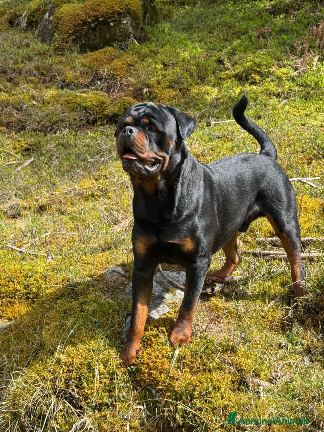 Rottweiler cani per accoppiamento: Disponibile per monta a Città metropolitana di Milano - Annuncio 1