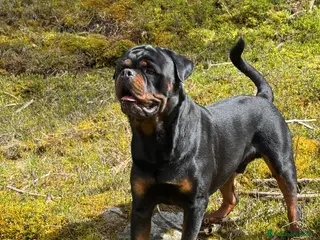 Rottweiler cani Disponibile per monta - Annuncio 1