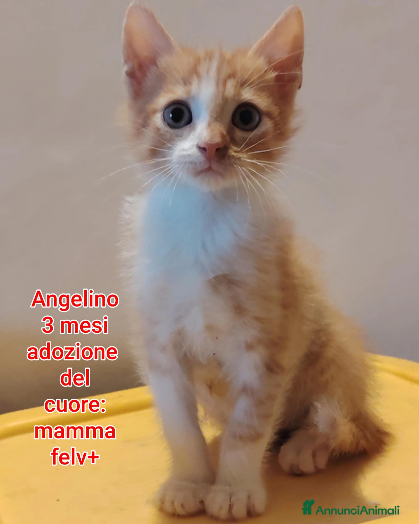 Altre razze gatti TANTI MICINI SOLI! - Annuncio 19