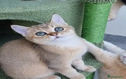 Scottish gatti in vendita: Scottish Straight con Pedigree  - Immagine 2