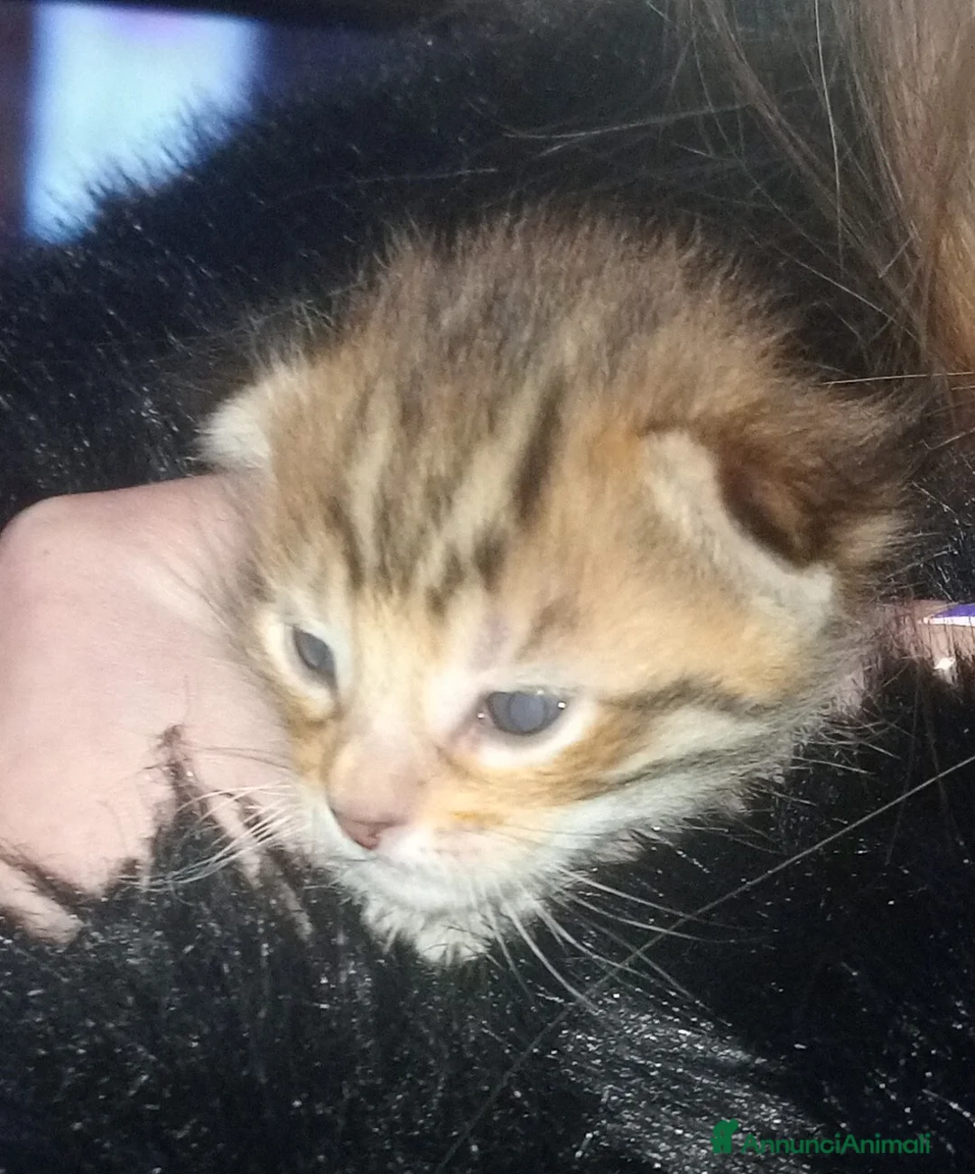 Bengala gatti in vendita: Benagalesi abissini - Annuncio 2