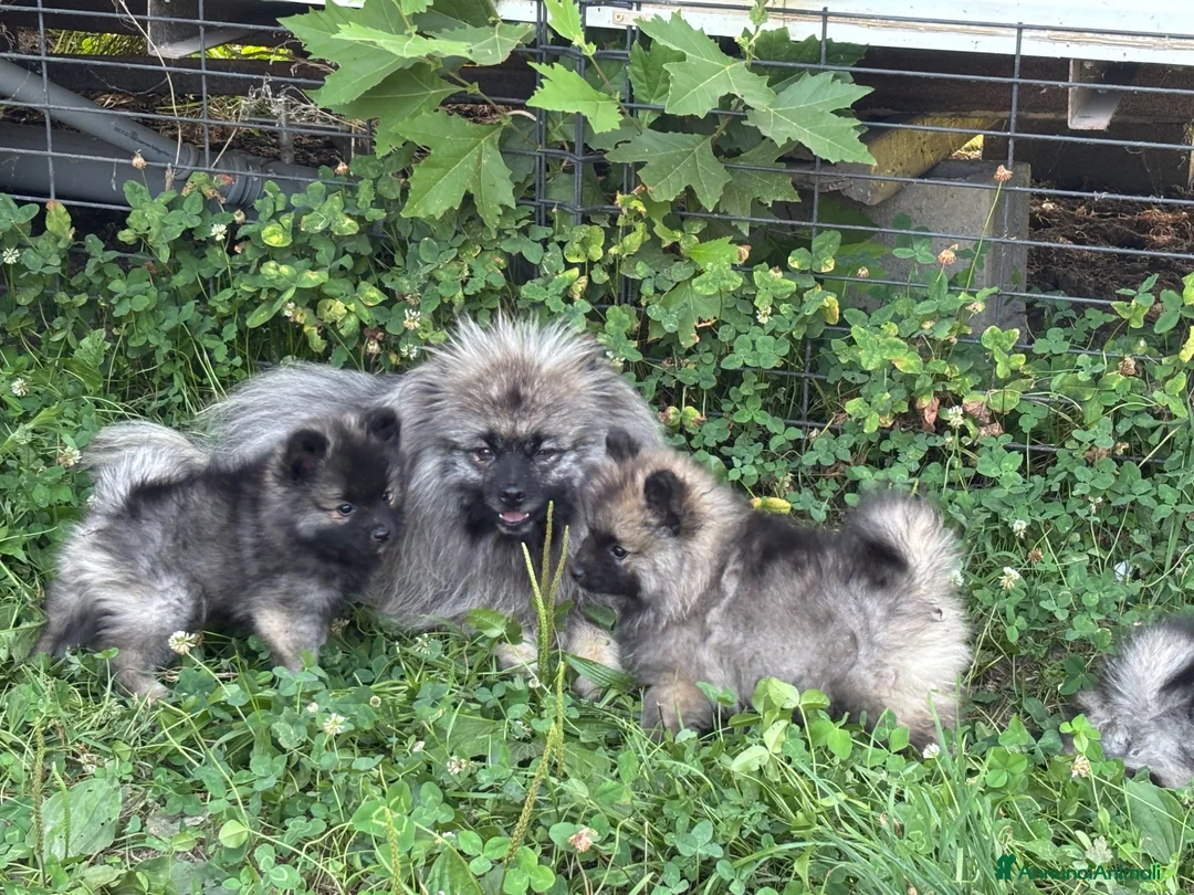 Wolfspitz cani in vendita: Cuccioli Wolfspitz - Annuncio 2