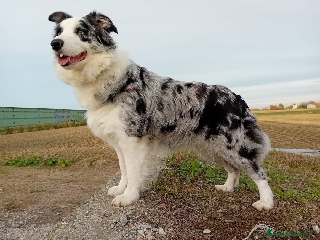 Immagine della galleria {{count}}