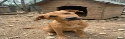 Meticcio cani in regalo: Iris è solo una cucciola e resterà sola  - Annuncio 4