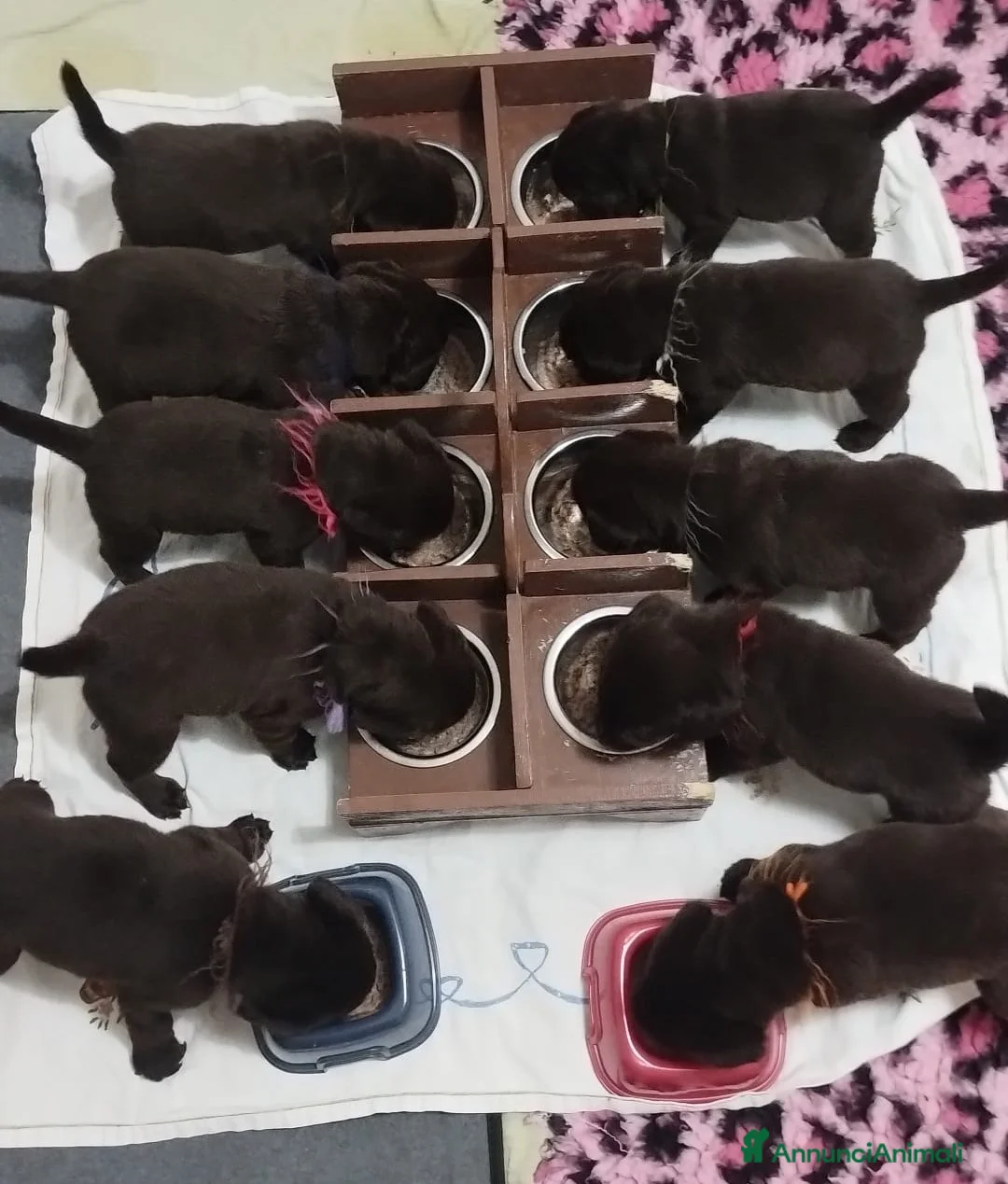 Labrador cani in vendita: LABRADOR - Annuncio 7