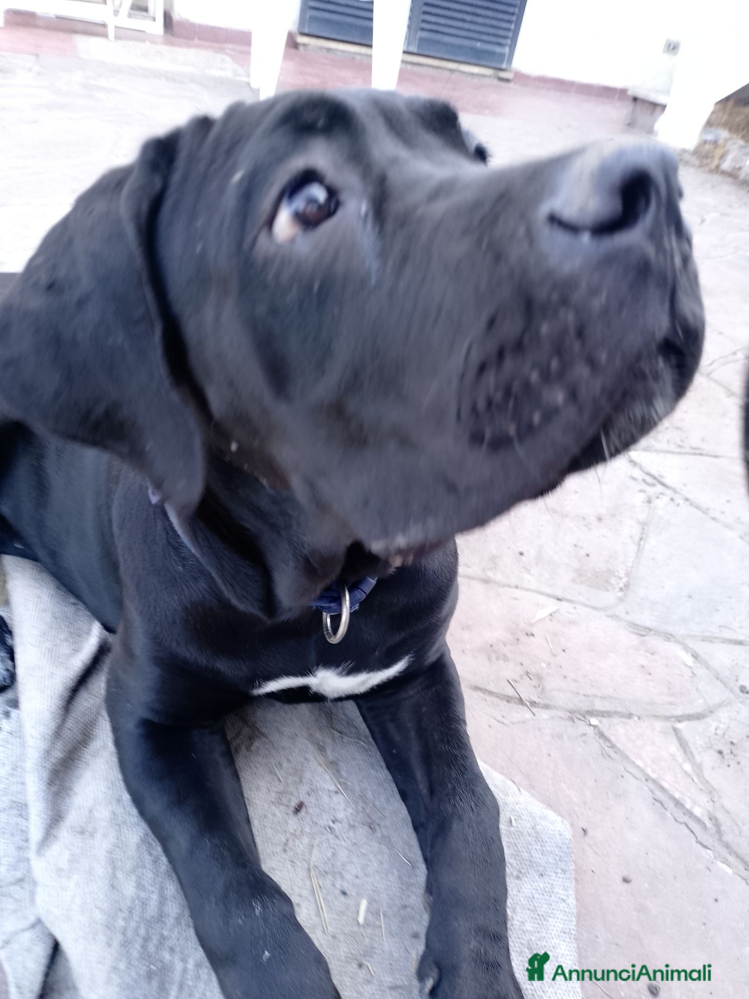 Cane Corso cani Cucciola di cane corso - Annuncio 35