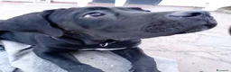 Cane Corso cani in vendita: Cucciola di cane corso - Annuncio 1
