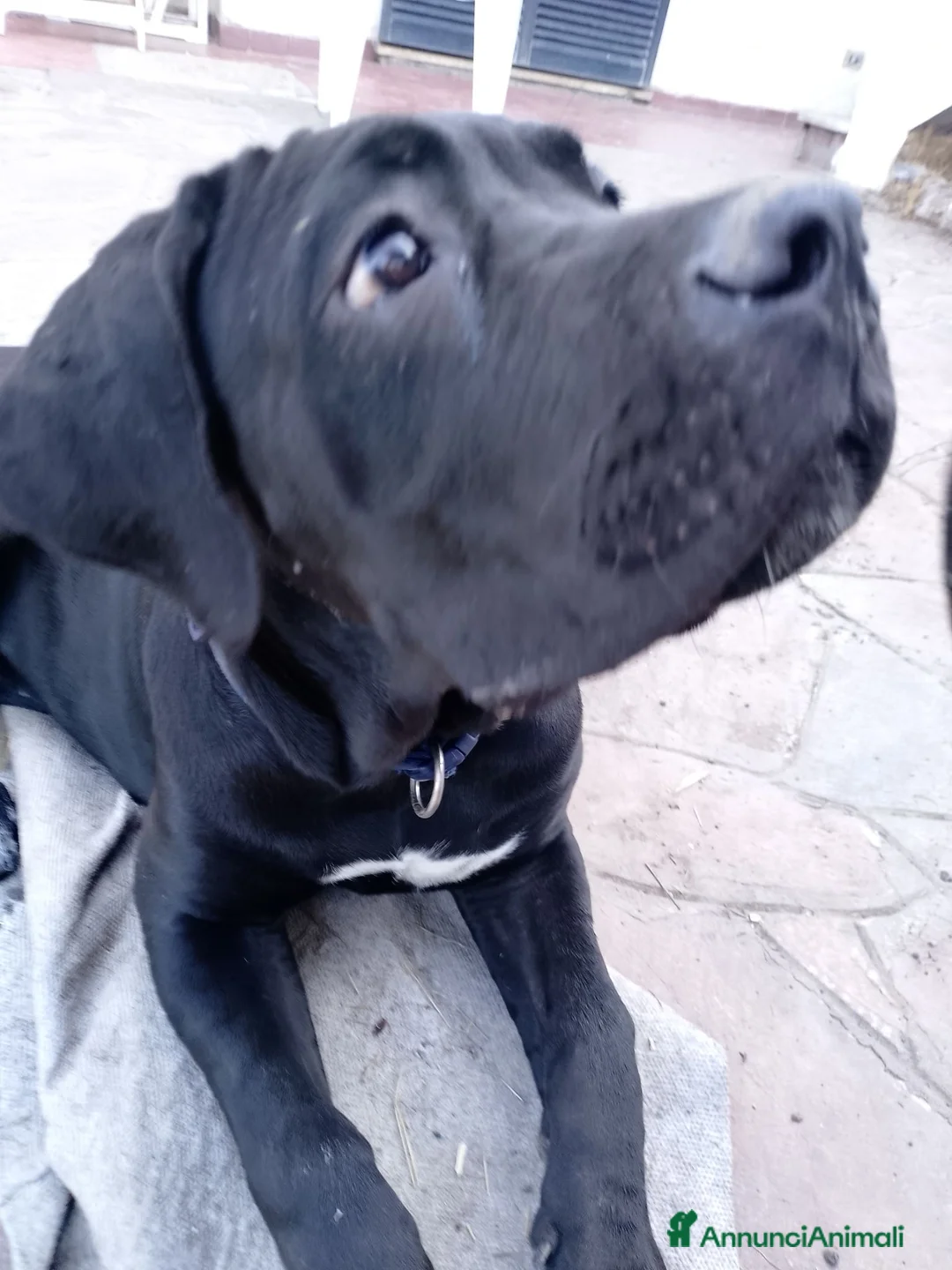 Cane Corso cani in vendita: Cucciola di cane corso - Annuncio 1