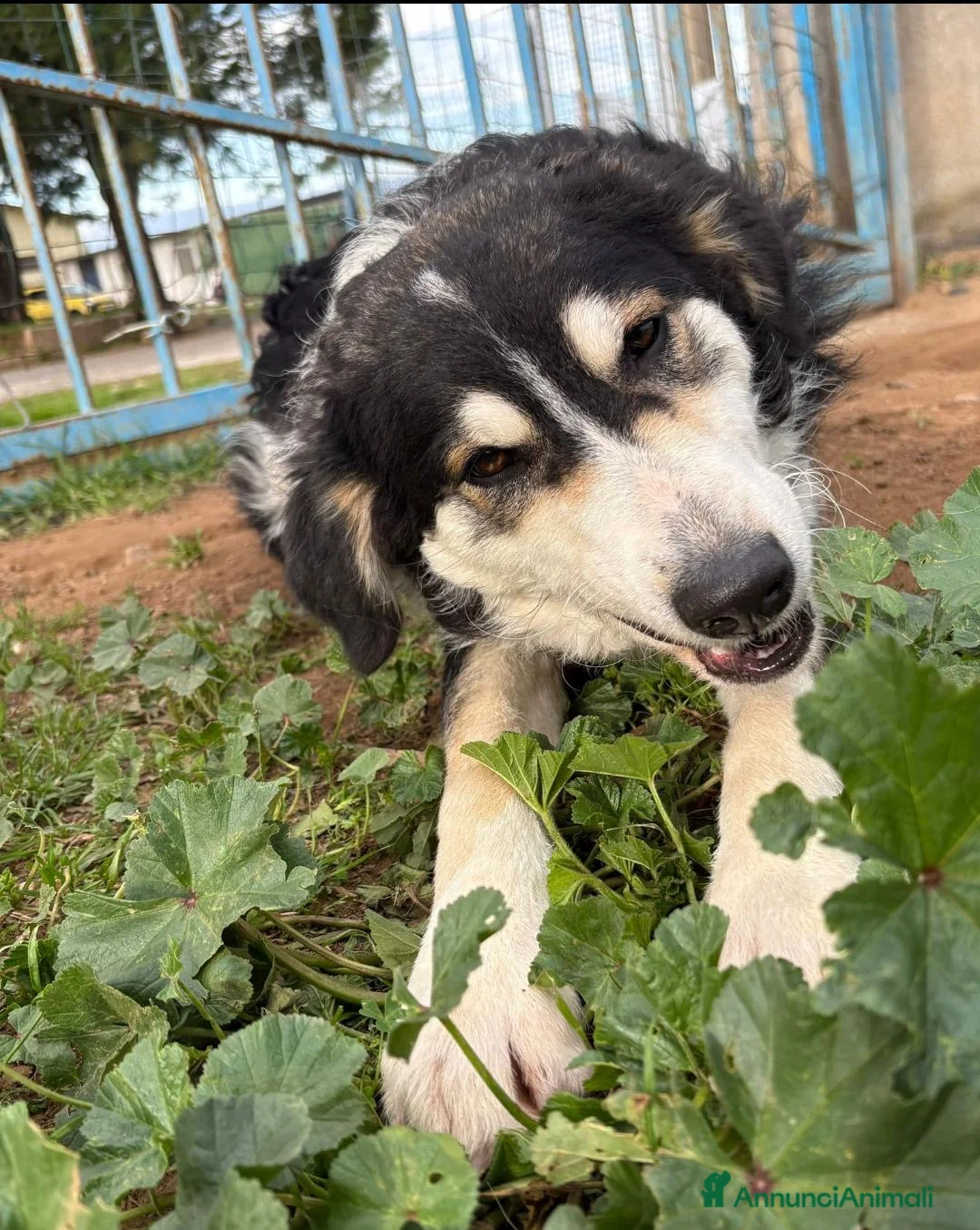 Meticcio cani in regalo: BRETZEL 🩷 era pronta a partire a Provincia di Novara - Annuncio 6