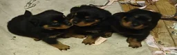Rottweiler cani in vendita: cuccioli Rottweiler - Annuncio 3