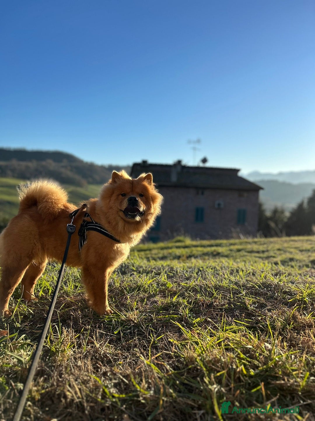 Chow Chow cani in vendita: Cuccioli di Chow Chow  - Annuncio 1