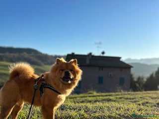 Chow Chow cani Cuccioli di Chow Chow - Annuncio 11