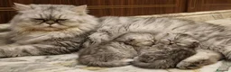Persiano gatti in vendita: Gattino persiano  - Annuncio 1