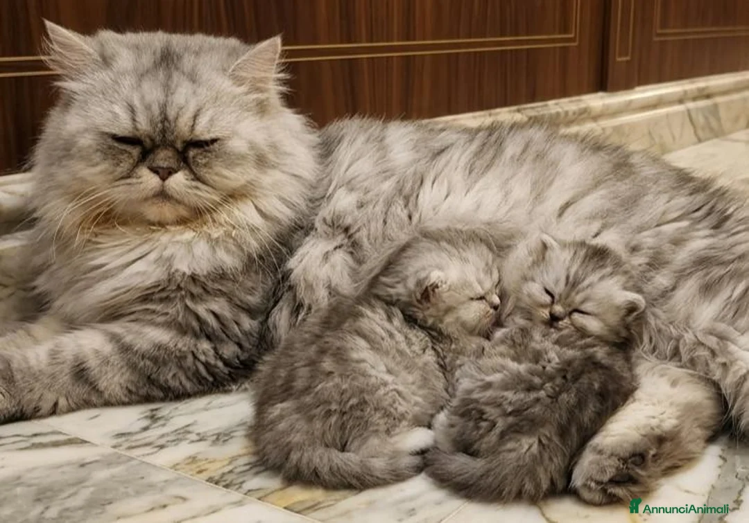Persiano gatti in vendita: Gattino persiano  - Annuncio 1