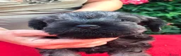 Mini Schnauzer cani in vendita: Cuccioli di zwergschnauzer pepe e sale  a Provincia di Macerata - Annuncio 9
