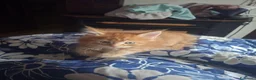 Maine Coon gatti in vendita: Cucciole Maine Coon - Annuncio 2