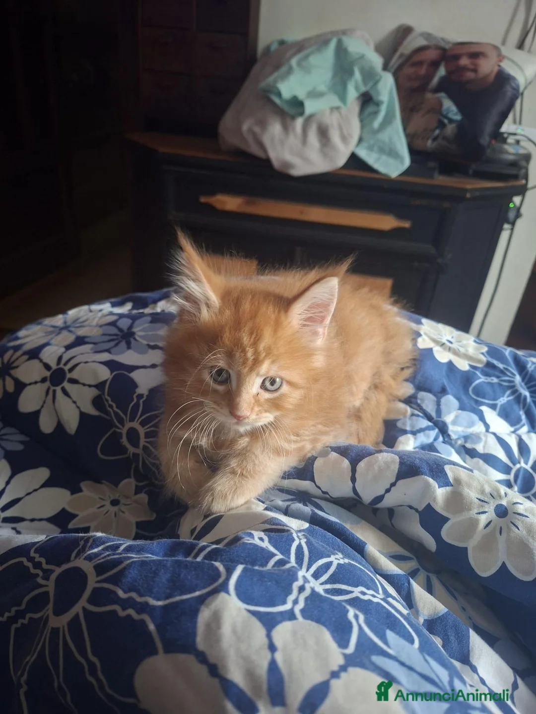 Maine Coon gatti in vendita: Cucciole Maine Coon - Annuncio 2