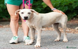 Altre razze cani in regalo: sergio - Immagine 6