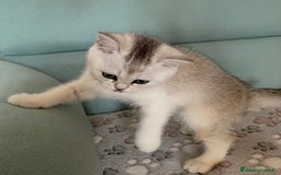 Scottish gatti in vendita: Cuccioli Scottish Fold e Straight a Villafranca di Verona - Immagine 11