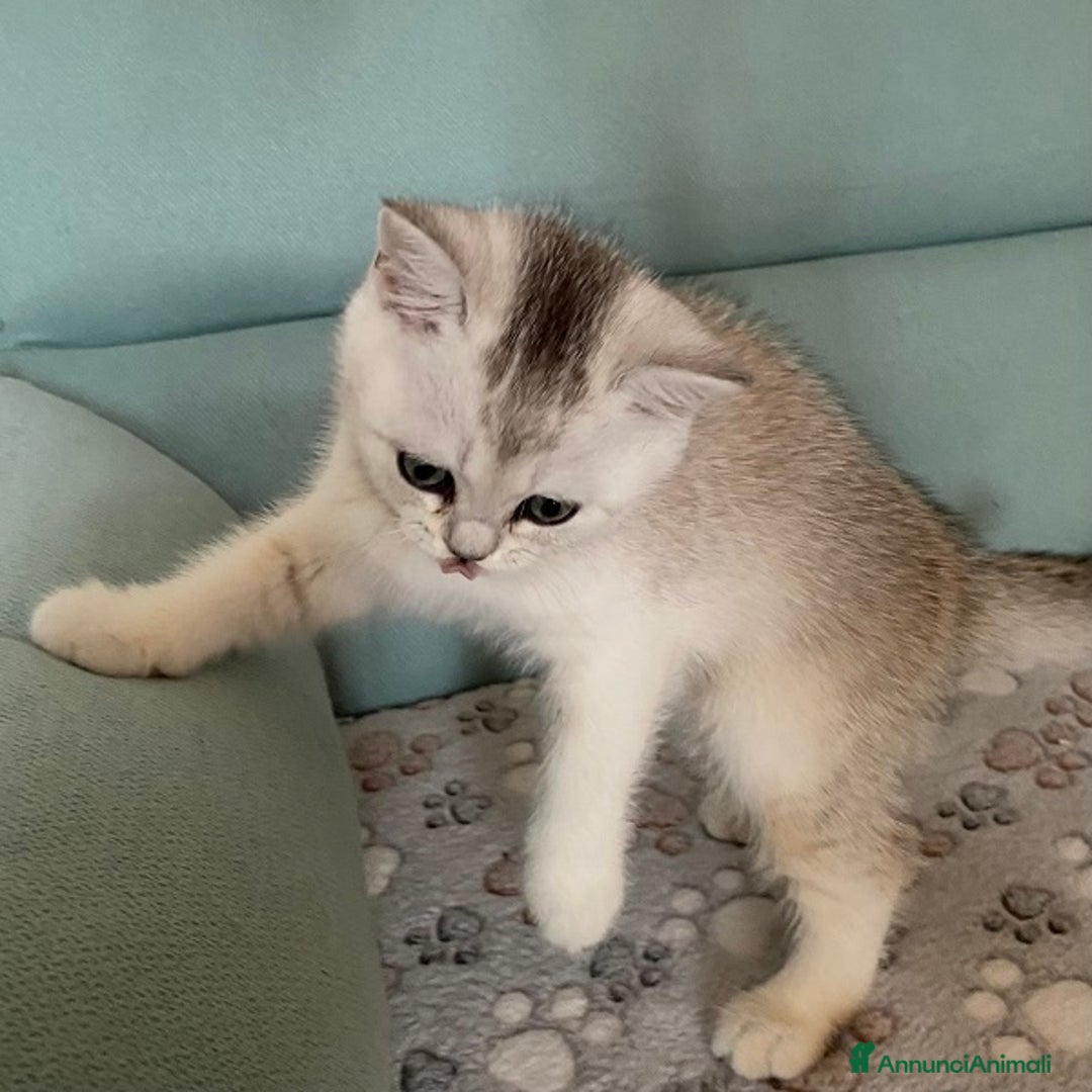 Scottish gatti in vendita: Cuccioli Scottish Fold e Straight a Villafranca di Verona - Immagine 11
