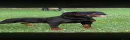 Rottweiler cani in vendita: Cuccioli di Rottwelier con pedigree  - Annuncio 5