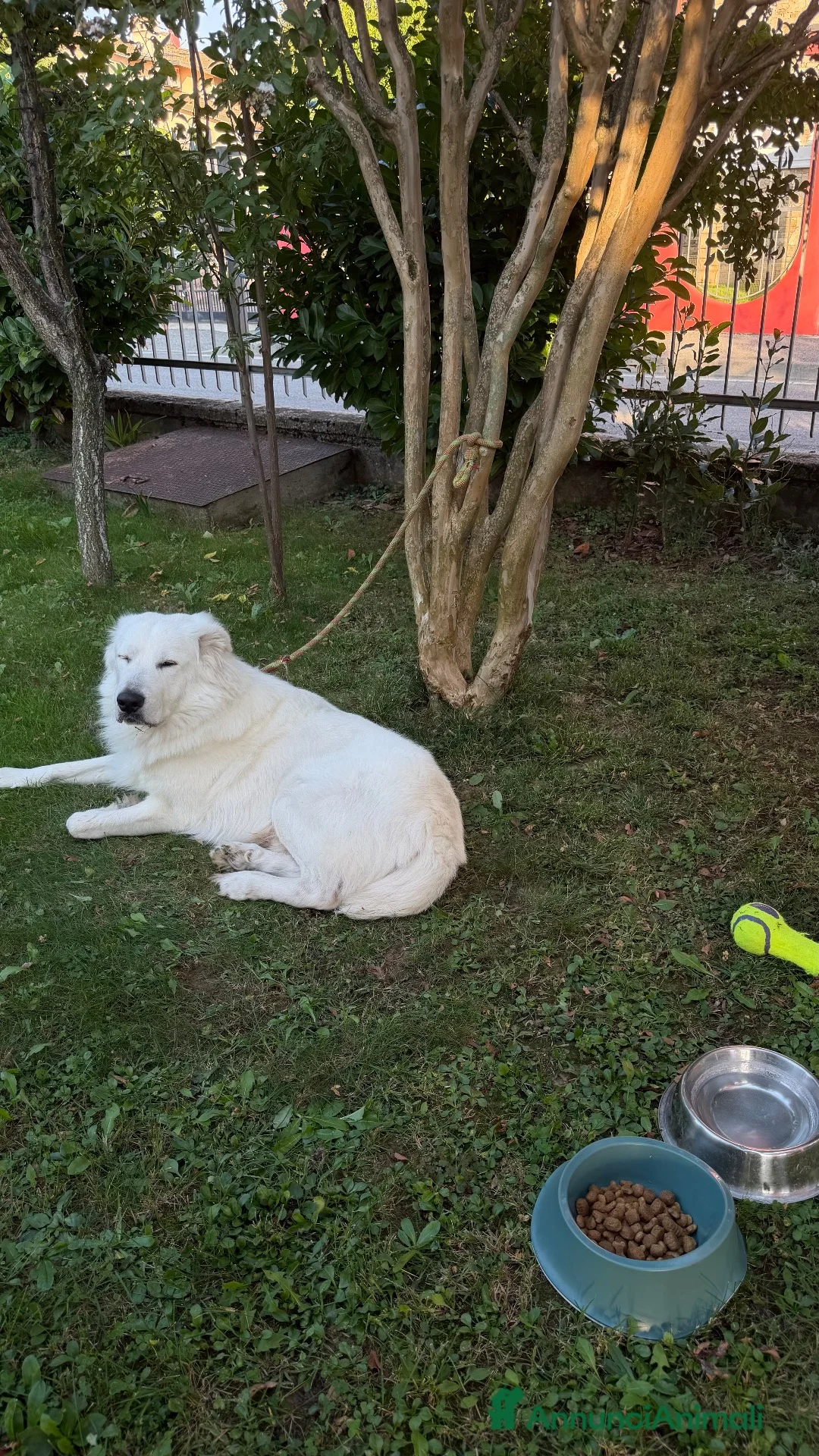 Pastore Abbruzzese Maremmano cani in vendita: Pastore abruzzese maremmano a Provincia di Bergamo - Annuncio 4