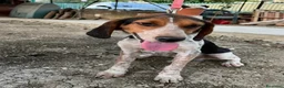 Meticcio cani in regalo: Ulisse mix Beagle 2anni kg12 SOS SICILIA - Annuncio 4