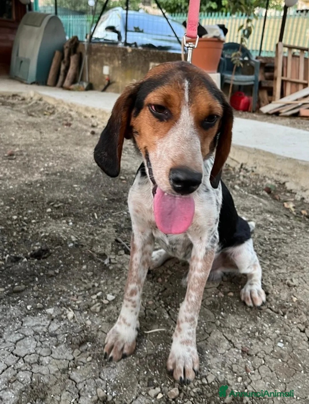 Meticcio cani in regalo: Ulisse mix Beagle 2anni kg12 SOS SICILIA - Annuncio 4