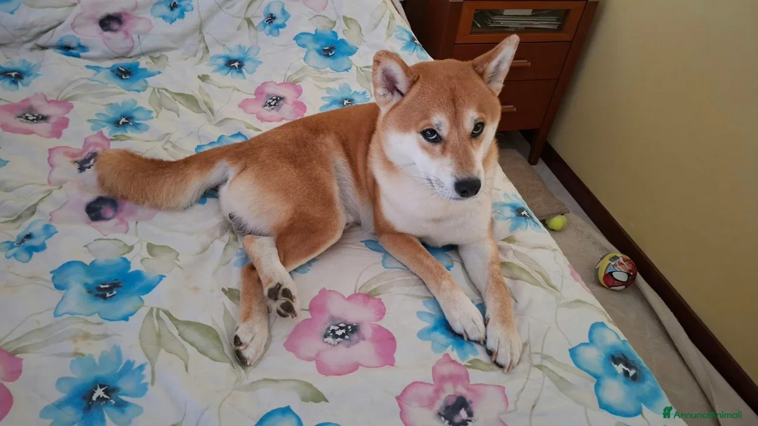 Shiba Inu cani in regalo: REGALO questo SHBA INU - Annuncio 5