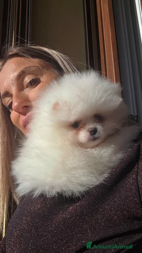 Immagine della galleria {{count}}