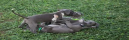 Pitbull cani in vendita: Cuccioli di Pit Bull Blue Nose anche a rate - Annuncio 25