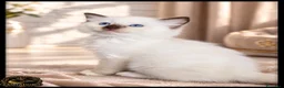 Ragdoll gatti in vendita: Ragdoll cuccioli con pedigree  - Annuncio 8