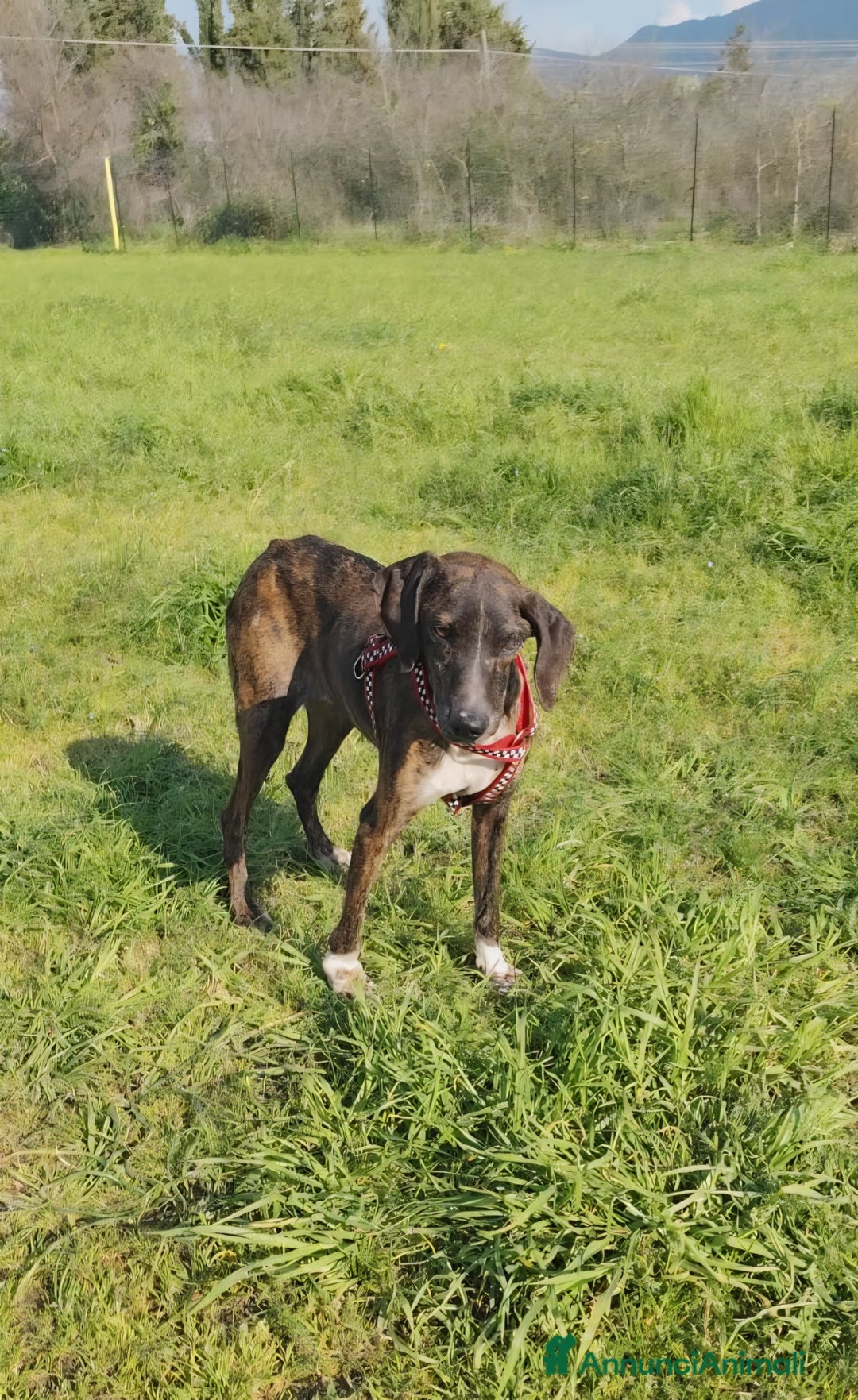 Meticcio cani in regalo: Cannella... adozione del SUPER CUORE ❤️ - Annuncio 9