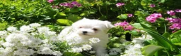 Maltese cani in vendita: Maltese Disponibile trequartidiluna - Annuncio 2
