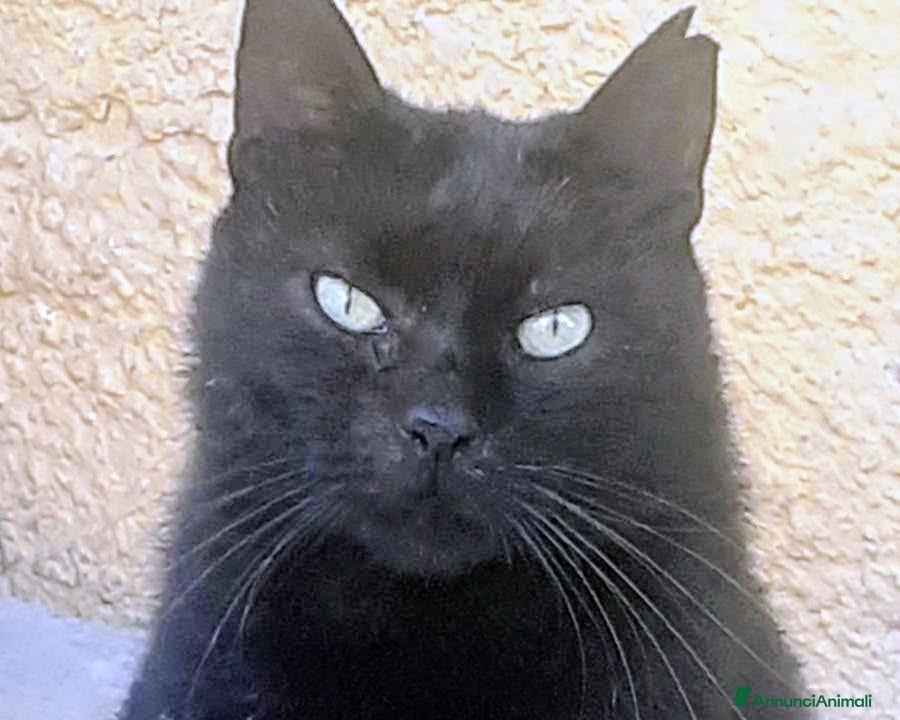 Meticcio gatti in regalo: 3 anni bellissimo micione  - Annuncio 1