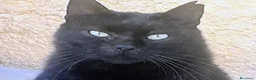 Meticcio gatti in regalo: 3 anni bellissimo micione  - Annuncio 1