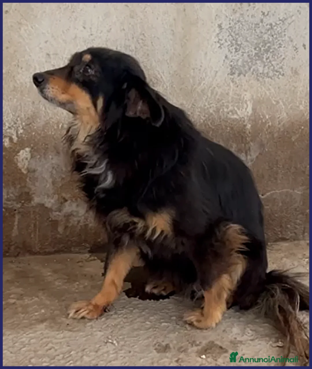 Meticcio cani in regalo: APACHE 9anni un timidino tg media - Annuncio 4