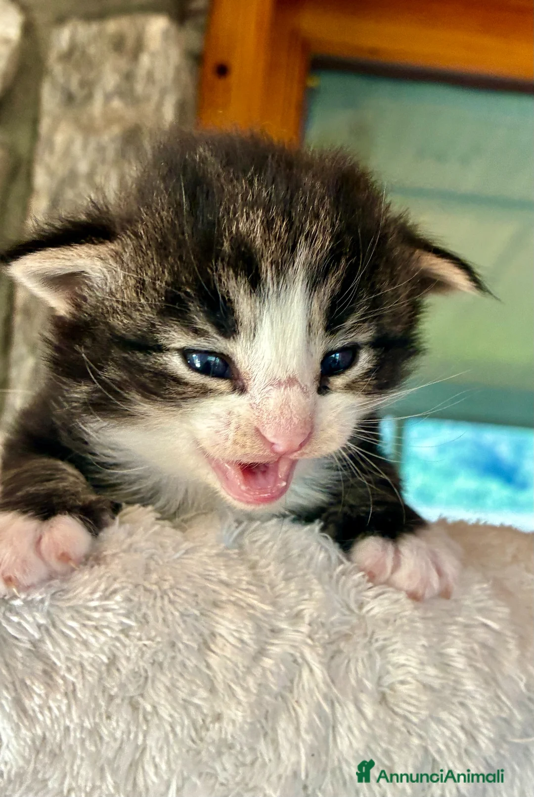 Norvegese gatti in vendita: cucciolo norvegese delle foreste - Annuncio 1