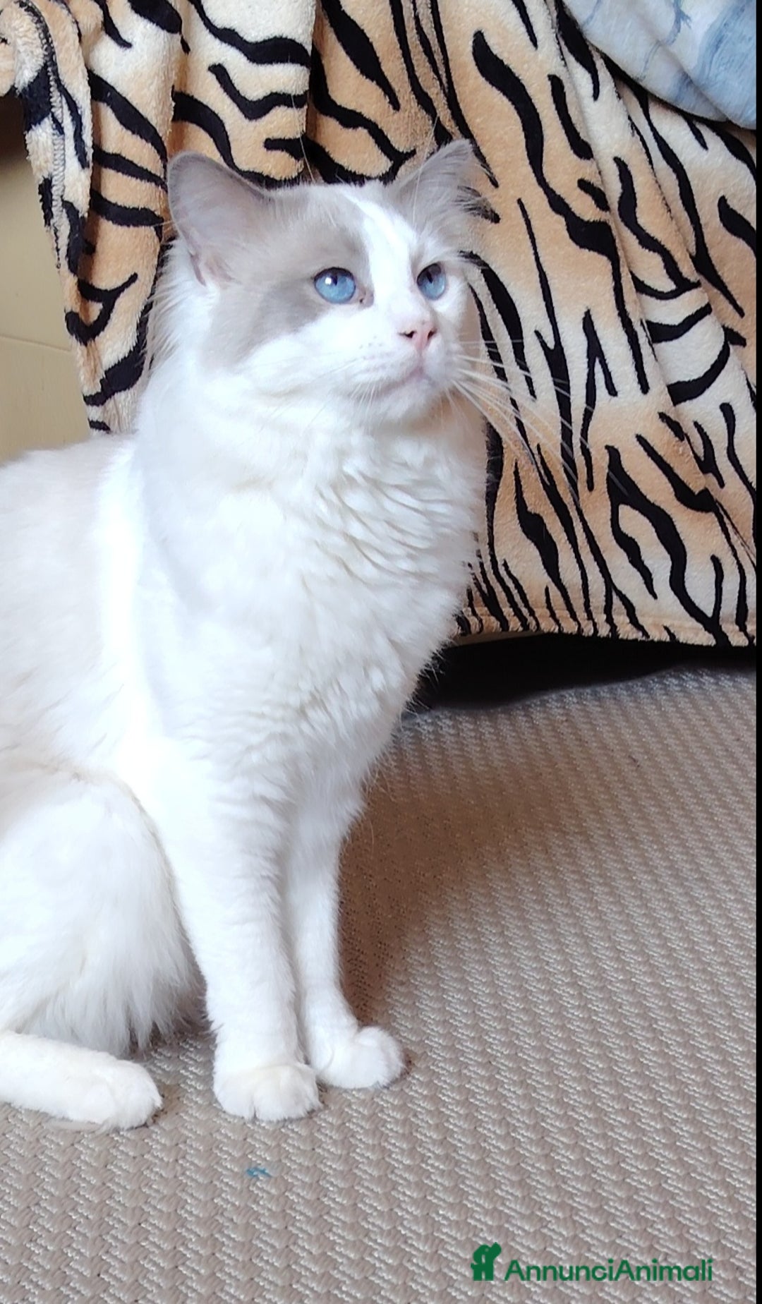 Ragdoll gatti per accoppiamento: Ragdoll per accoppiamento/ monta - Annuncio 4