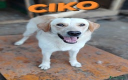 Labrador cani in regalo: Una famiglia per Ciko  a Provincia di Savona - Immagine 5