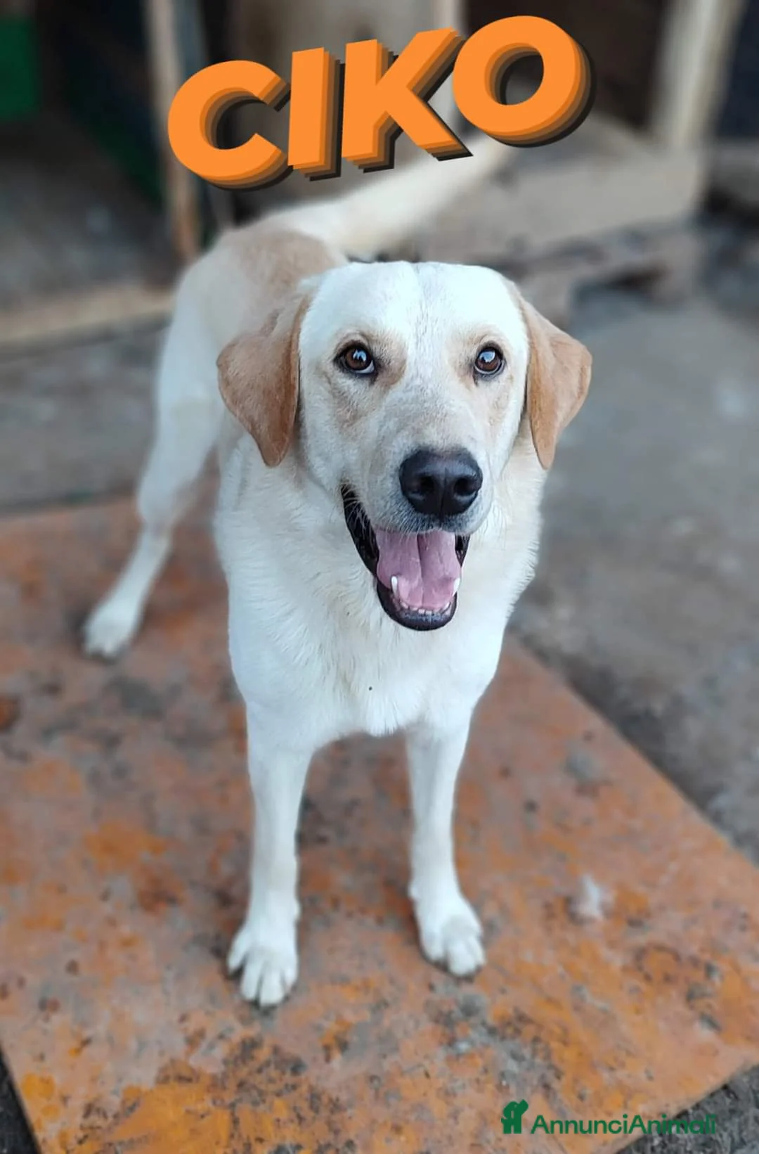 Labrador cani in regalo: Una famiglia per Ciko  a Provincia di Savona - Annuncio 5
