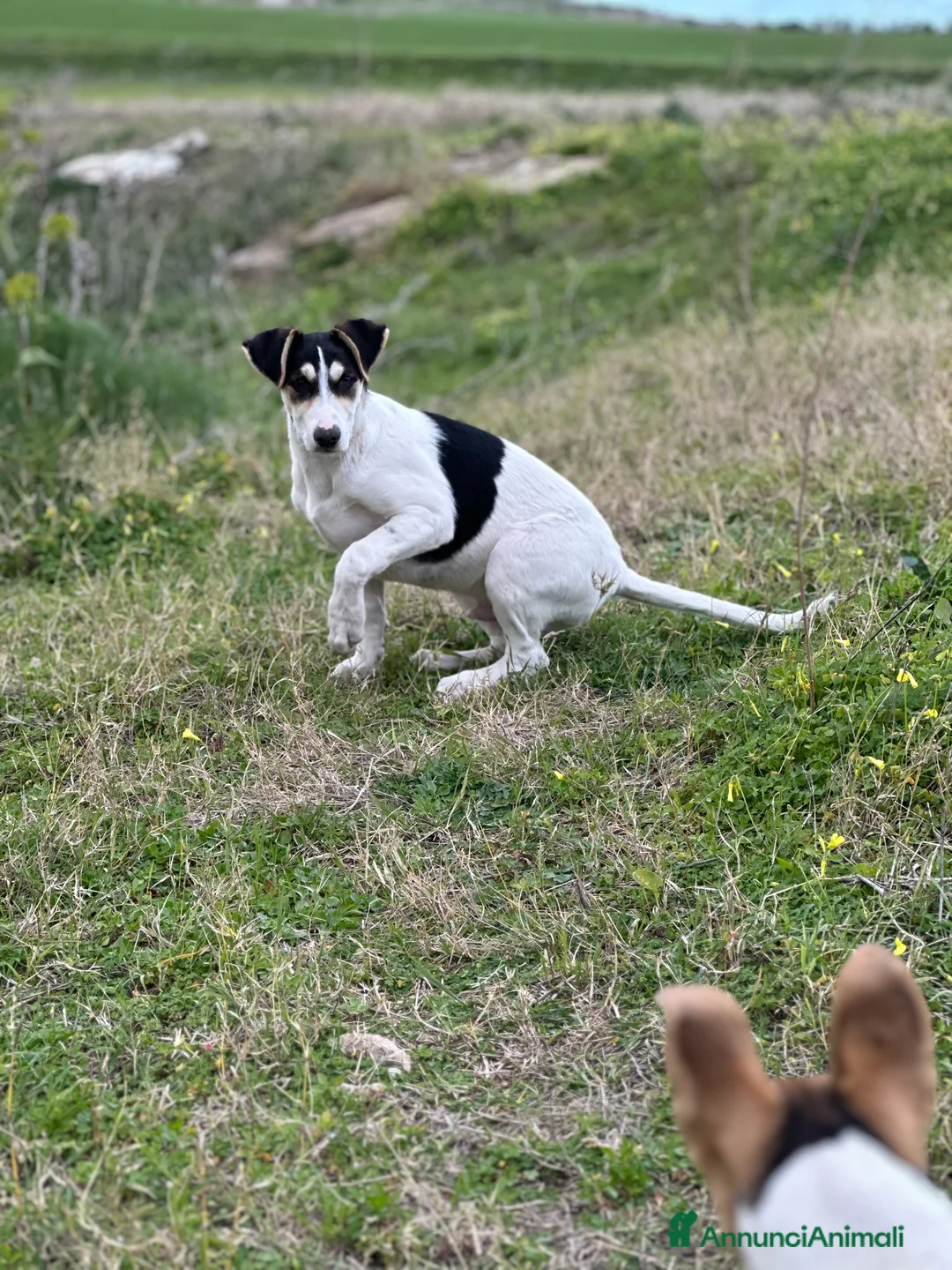 Meticcio cani in regalo: Eros cerca casa - Annuncio 2
