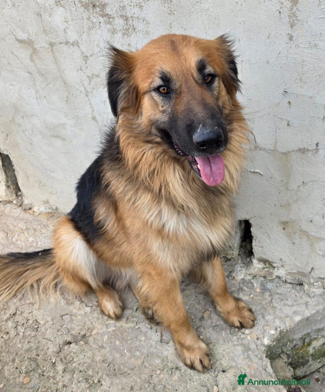 Meticcio cani Panko,splendido simil pastore tedesco a pelo lungo - Annuncio 15