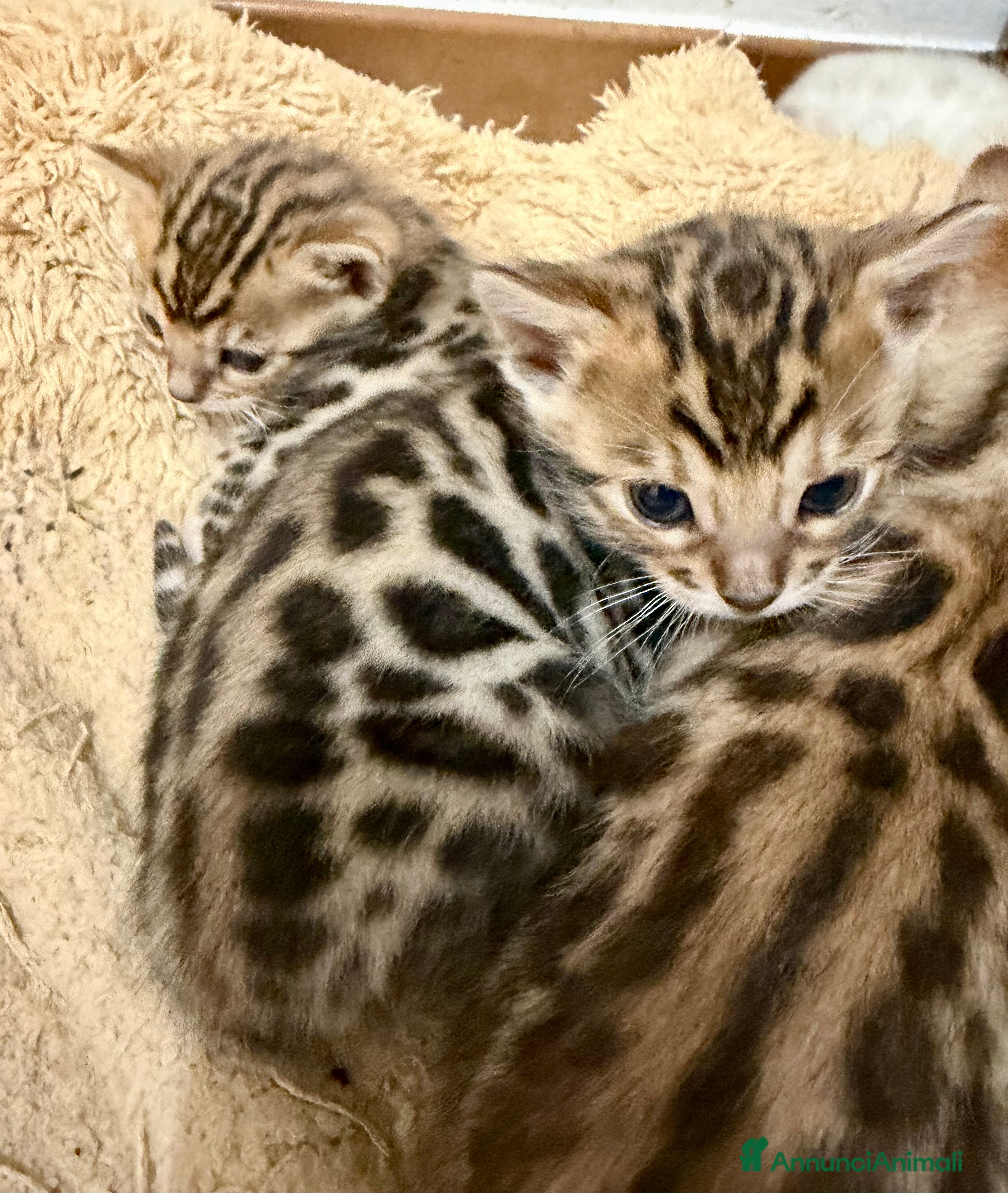 Bengala gatti gatto bengala  - Annuncio 2