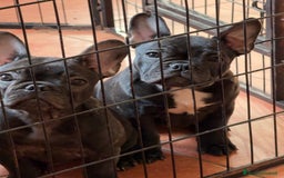 Bulldog Francese cani in vendita: Bulldog francese cucciolo  - Immagine 1