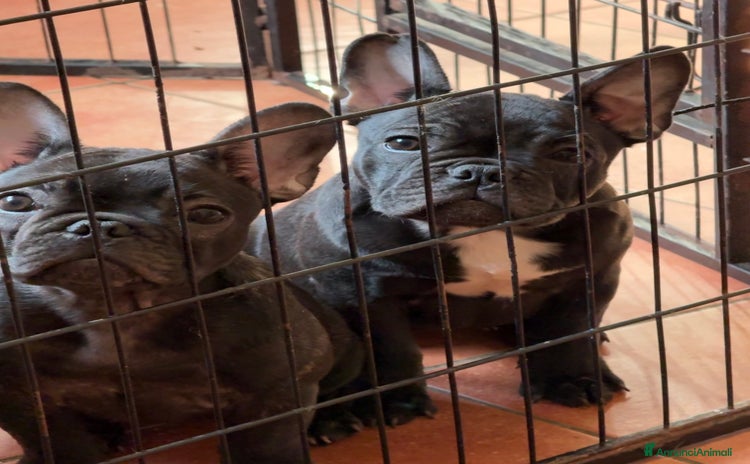 Bulldog Francese cani - Annuncio 11