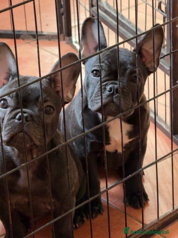 Bulldog Francese cani - Annuncio 11